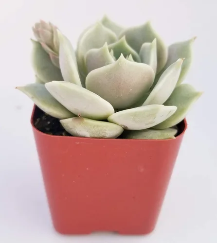 Miniatura 2 de Fat Plants San Diego Live Echeveria Planta Suculenta Híbrida, Lola