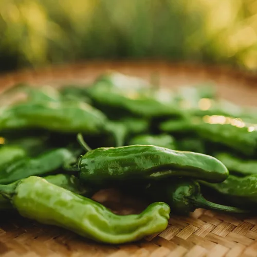 Shishito Pepper - 25 semillas - Variedad de pimienta japonesa, semillas de vegetales sin OMG para plantar en el jardín de la casa, Thresh Seed