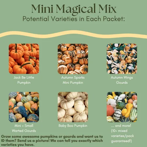 Miniatura 3 de Mini Magical Mix" - Semillas decorativas pequeñas de mezcla de calabaza y calabaza – Más de 10 pequeñas variedades decorativas de calabaza