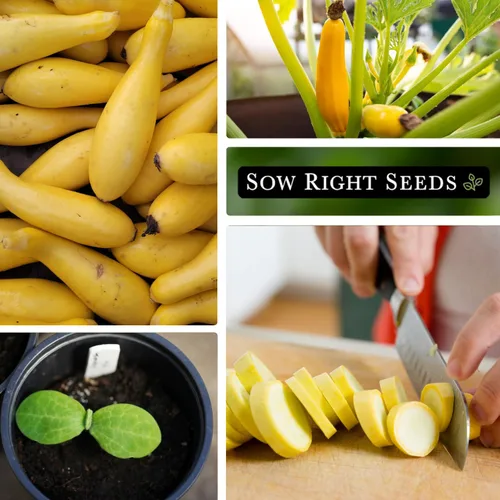 Miniatura 4 de Sow Right Seeds - Semillas de calabaza amarilla de cuello recto para plantar - Paquete de reliquia sin OMG con instrucciones para plantar un huerto