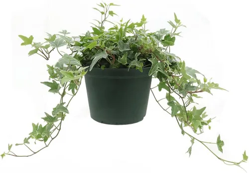 Miniatura 11 de American Plant Exchange Paquete de 2 macetas de hiedra inglesa, paquete de 2 macetas de 4 pulgadas, plantas de interior verdes y abigarradas