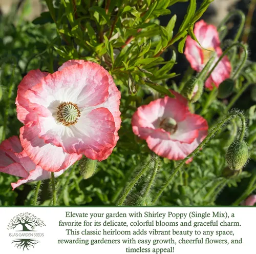 Miniatura 6 de Shirley Semillas de amapola de mezcla única (Papaver rhoeas) – Más de 3000 semillas tradicionales sin OMG de Isla's Garden Seeds, delicadas flores