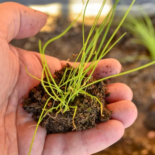Miniatura 7 de Seed Needs Semillas de cebollino para plantar ajo y hierbas comunes de cebollino, herencia sin OMG y semillas de jardín sin tratar para plantar un