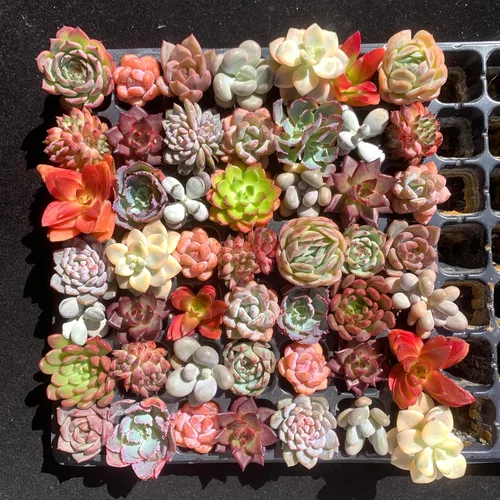 Miniatura 4 de Mezcla de plantas suculentas vivas raras, 0.5-1.5 pulgadas, misterio aleatorio a granel, sin maceta y tierra, 6/12/24 piezas, decoración