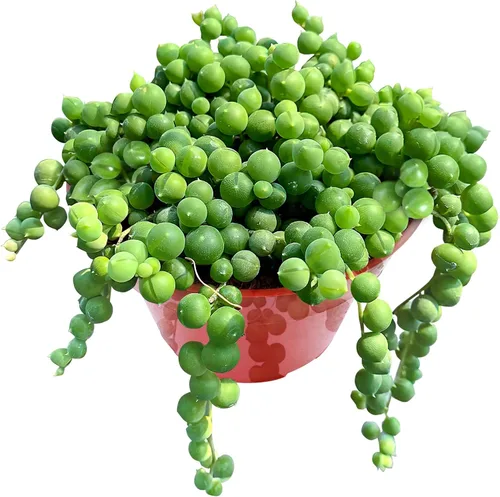 Miniatura 14 de Cotyledon Pendens de 4 pulgadas, suculenta viva completamente enraizada en macetas con mezcla de tierra, planta doméstica rara para la decoración