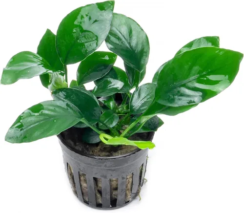 Miniatura 33 de SubstrateSource Plantas vivas – Anubias Hastifolia (Anubias hastifolia) – Luz baja a moderada, hojas en forma de flecha de color verde medio a