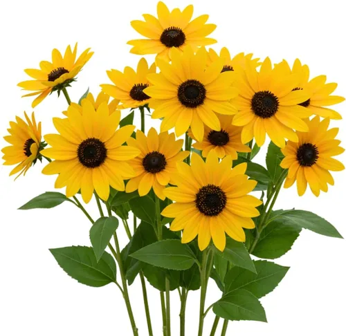 Miniatura 3 de Semillas de girasol para plantar (50 semillas por paquete) - Fácil de cultivar en un jardín de girasol diverso (belleza otoñal)