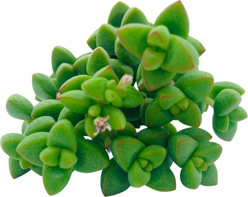 Miniatura 13 de Tallos de Suculentas Vivas (3 Sedum Morganianum Colas de Burro), Plantas Suculentas Vivas, Planta Suculenta SIN Raíces, Plantas de Casa Vivas
