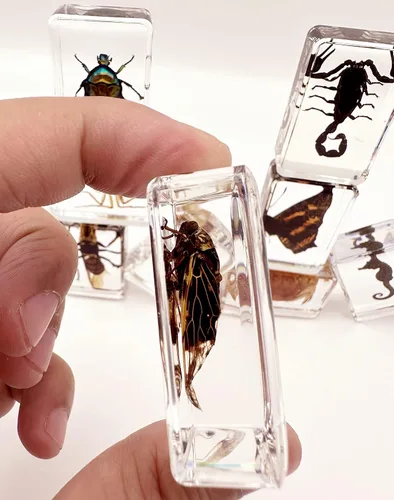 Miniatura 4 de Juego de 15 especímenes de resina de insectos reales, varios especímenes de insectos reales en resina para educación científica, biología
