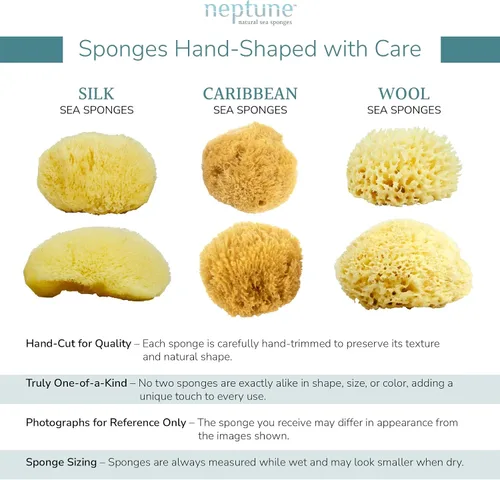 Miniatura 4 de Neptune Esponja de mar caribeño, pequeña (aproximadamente 4 a 5 pulgadas), esponja natural para baño y facial, esponja exfoliante ecológica