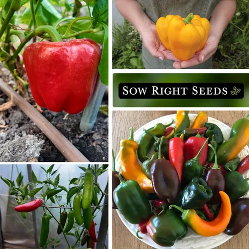 Miniatura 4 de Sow Right Seeds - Colección de semillas de pimiento picante y dulce para plantar - California Wonder, Cubanelle, Marconi Red, Jalapeño, Serrano