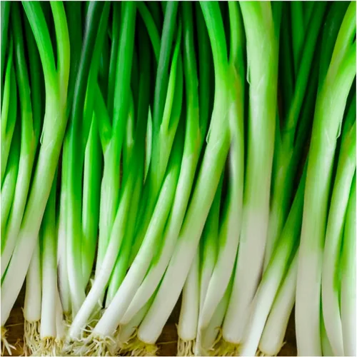 Miniatura 3 de Semillas Cebollas Verdes Batun Más de 300 Semillas para Cultivar Cebollas Heirloom Bunching Onions Cebolletas Cebolletas