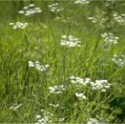 Semillas de alcaravea (más de 20 semillas) | Sin OGM | Semillas de flores de hierbas y frutas vegetales para plantar | Paquete de invernadero de