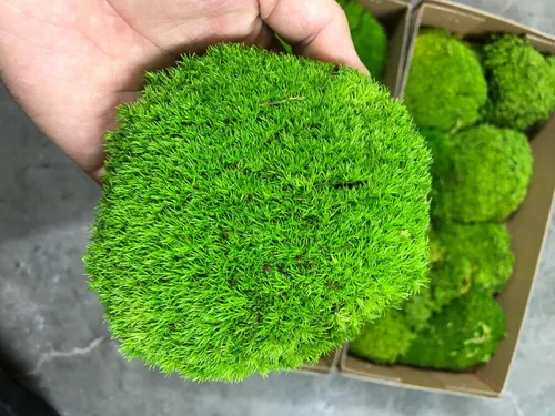 Miniatura 15 de Cojín de Musgo Polar Preservado en Forma de Bollo, Verde Natural Decorativo Real Natural, Kit de Bricolaje para Terrarios, Arte de Jardín