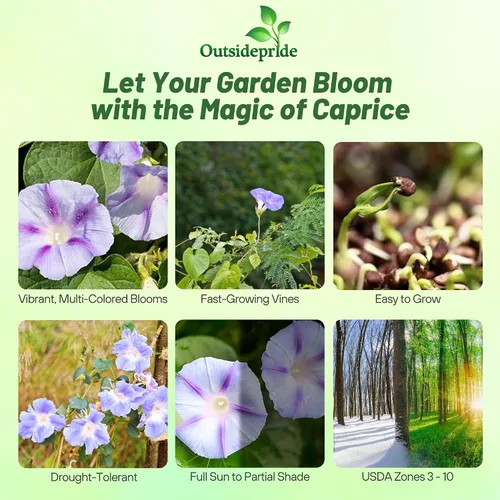 Miniatura 2 de Outsidepride 500 Semillas Anuales Ipomoea Purpurea Morning Glory Caprice Climbing Vine Flower Seeds para plantar