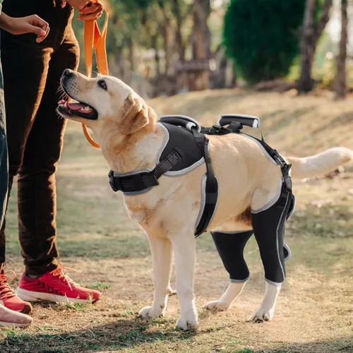 Miniatura 7 de Rodillera para perro para rehabilitación de desgarro del ligamento cruzado anterior y rótula dislocada, soporte ajustable para piernas y suficiente