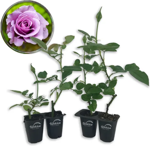 Miniatura 9 de Lagerfeld Rose Bush - 4 plantas de inicio en macetas de 2 pulgadas - Rosa herencia bellamente fragante de Florida - Una belleza versátil con una