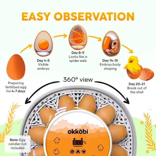 Miniatura 4 de Okkobi M12 - Incubadora de huevos con girador automático y control de humedad, 12/24 huevos, vista de 360°, fácil de usar y limpiar, Incubadora