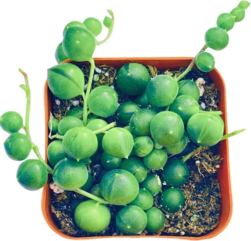 Miniatura 2 de Suculentas plantas vivas de 2 pulgadas, Planta rosario, minisuculentas, plantas de interior de fácil cuidado enraizadas en mezcla de tierra