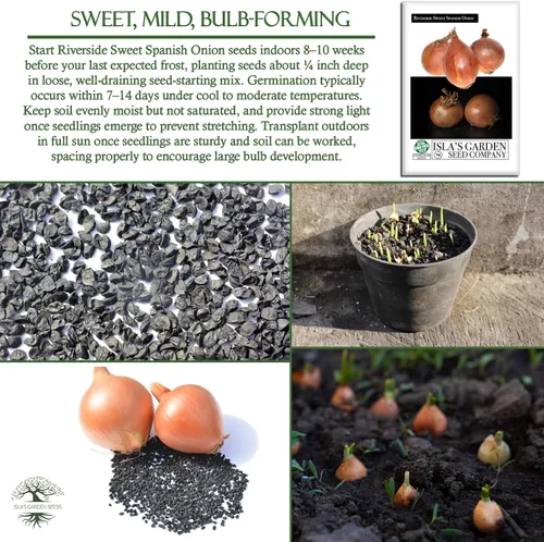Miniatura 5 de Riverside Sweet Spanish Onion Seeds (Allium cepa) – Más de 300 semillas tradicionales sin OMG de Isla's Garden Seeds, bombillas grandes suaves