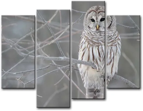 So Crazy Art® pintura de pared, en 4 unidades, de búho blanco en el árbol en lienzo; retrato de animal en óleo; decoración estampada moderna para el