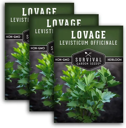 Miniatura 11 de Survival Garden Seeds - Semilla de apio para plantar - 2 paquetes con instrucciones para plantar y cultivar hierba culinaria perenne Levisticum