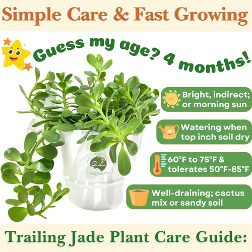 Miniatura 5 de Planta de jade colgante orgánica de Dr. Lu Planta de jade rara Plantas suculentas vivas Plantas purificadoras de aire para interior Plantas