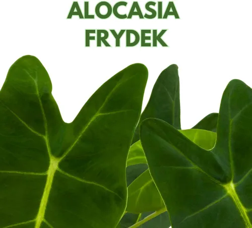 Miniatura 2 de BubbleBlooms Terciopelo verde, Alocasia Frydek, Micholitziana en una maceta de 4 pulgadas