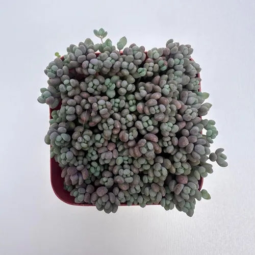 Miniatura 3 de Plantas suculentas vivas, variedades variadas en dos tamaños de maceta, plantas de fácil cuidado para interiores y exteriores, GNEM