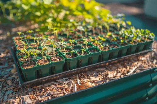 Miniatura 8 de Vego garden Bandejas de plántulas estándar sin tapa, paquete de 8 para plántulas, bandeja de inicio de cultivo reutilizable, kit de bandejas