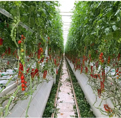 Miniatura 7 de 100 clips de soporte para plantas de jardín, clips de tomate, lazos para plantas, clips de enrejado, clips de enrejado para plantas de vid de Negro