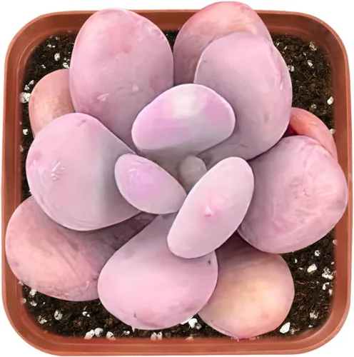 Miniatura 4 de Plantas suculentas vivas de 2 pulgadas, cactus con cono de pino, mini suculentas en maceta, planta de interior de fácil cuidado, regalos únicos