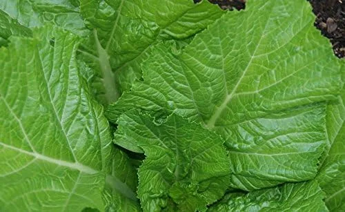 Miniatura 2 de Más de 3000 semillas de mostaza de hoja ancha de Florida para plantar más de 0.35 oz de semillas, brotes de supervivencia de huerto sin OMG