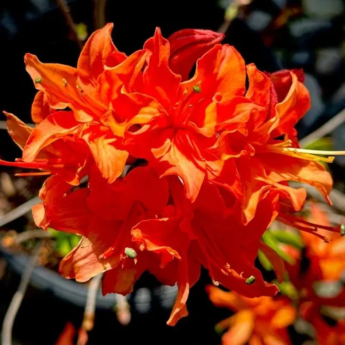 Miniatura 10 de Grandes plantas de rododendro blanco brillante de 1 galón vivas, plantas de azalea de 1 a 3 años de edad, arbustos vivos para plantar, muy bien