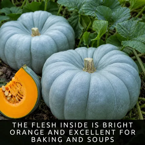 Miniatura 4 de Blue Jarrahdale - Semillas de calabaza (10) - Variedad rara reliquia, calabaza y calabaza únicas para huertos domésticos