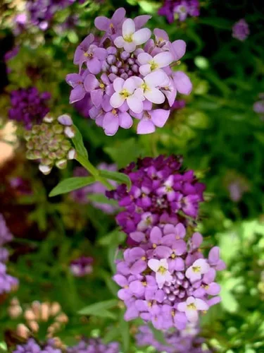 Miniatura 3 de Semillas de flores Tall Mix Candytuft, 25 unidades de la marca COOL BEANS N SPROUTS