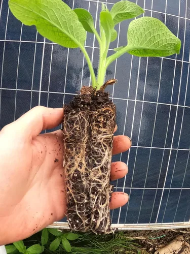 Planta de consuelda orgánica viva - Plantas establecidas y enraizadas - Cultivar Bocking 14 - comfrey - knitbone - por Yumheart Gardens