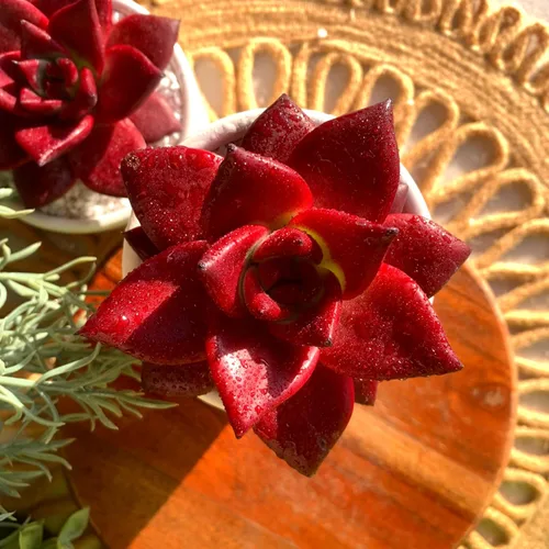 Miniatura 8 de Plantas suculentas vivas Echeveria Agavoides v Romeo Rubin de 3 pulgadas, suculentas rojas raras raíz desnuda sin tierra de maceta, plantas vivas