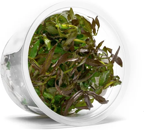 Miniatura 48 de Planta viva SubstrateSource - Hierba enana Eleocharis Belem cultivada en tejidos acuáticos para acuario - 100% libre de caracoles en copa in vitro