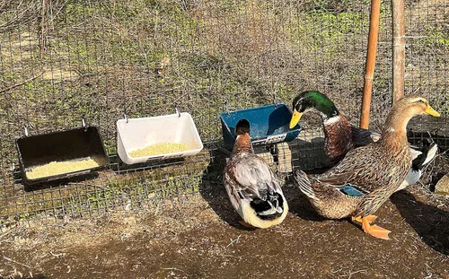Miniatura 5 de Comedero Bebedero para Pollos, Comedero para Cabras - Paquete de 2, 5.5 Cuartos, para Cabras Pollos Patos Ovejas Perros Lechones Ciervos Gansos