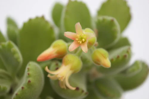 Miniatura 2 de Fat Plants San Diego Plantas suculentas totalmente enraizadas en macetas de 4 pulgadas con tierra, suculentas reales en maceta/decoración única