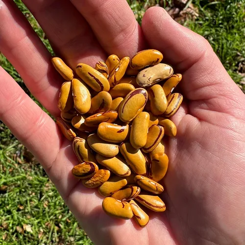 Miniatura 2 de Plant Good Seed Semillas de frijol orgánico ojo de tigre – Paquete de 18 semillas de frijol arbusto de reliquia para plantar verduras, suministros