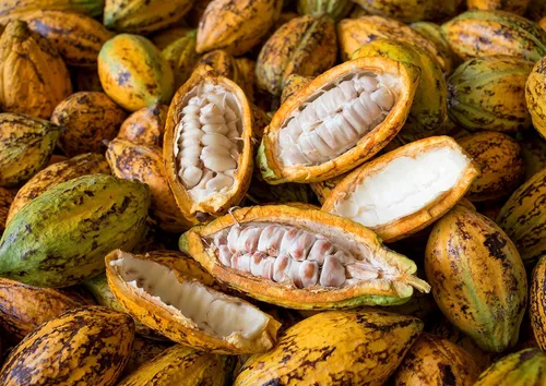 Miniatura 7 de Food to Live Obleas de Mantequilla de Cacao Cruda, 8 onzas – Pura, Prensada en Frío, Sin Filtro, Sin Refinar, No Desodorizada, Kosher, Keto, Vegana