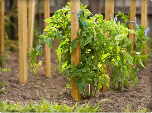 Miniatura 3 de Greenes Fence Estacas de madera para jardín y poste de letrero de 3 pies (paquete de 25)