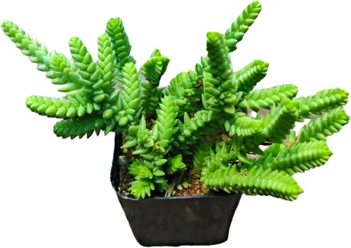 Miniatura 8 de Plantas Crassula vivas (2" Pot Crassula ovata 'Tricolor')
