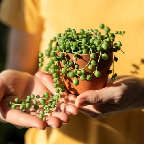 Miniatura 3 de Planta de cadena de perlas vivas para plantar, maceta de cadena de perlas, planta de cadena de perlas vivas, completamente enraizada, planta