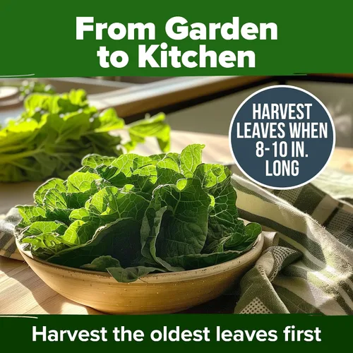 Miniatura 7 de HOME GROWN Vates Collard Green Seeds - Mezcla a granel Más de 300 semillas tradicionales sin OMG para plantación de jardín de otoño e invierno