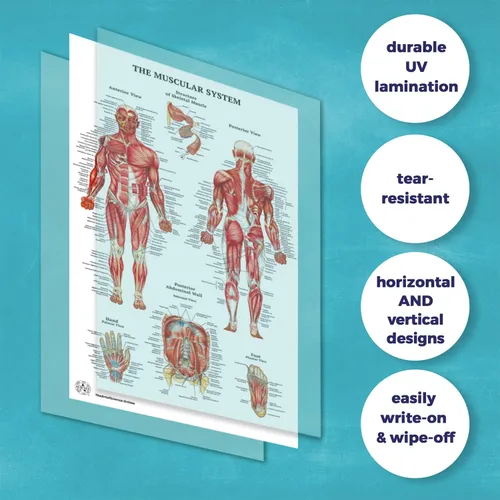 Miniatura 4 de 11 pósteres de anatomía humana - Carteles médicos, esqueléticos, masculinos femeninos, musculares, circulatorios, linfáticos, reproductivos