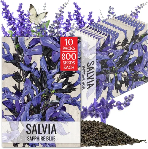 Miniatura 17 de Seed Needs, semillas de salvia roja escarlata - 800 semillas de variedad antigua para plantar Salvia coccinea - Flor silvestre perenne para un