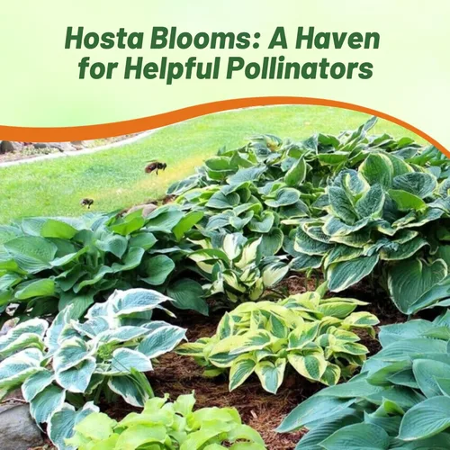 Miniatura 6 de Outsidepride Hosta American Seeds - 100 unidades. Perenne, fácil de cultivar y de bajo mantenimiento, semillas de flores para plantar follaje mixto